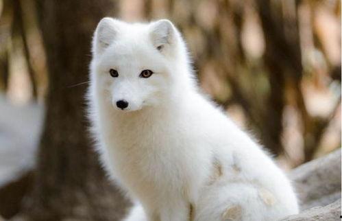 《白狐》在线观看  第2张 《白狐》在线观看  第2张