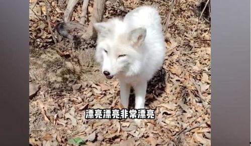 《白狐》在线观看  第3张 《白狐》在线观看  第3张