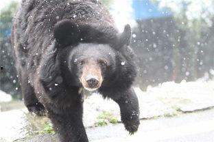 黑熊体育爆料最新消息,最新体育动态揭秘!”  第3张 黑熊体育爆料最新消息,最新体育动态揭秘!”  第3张